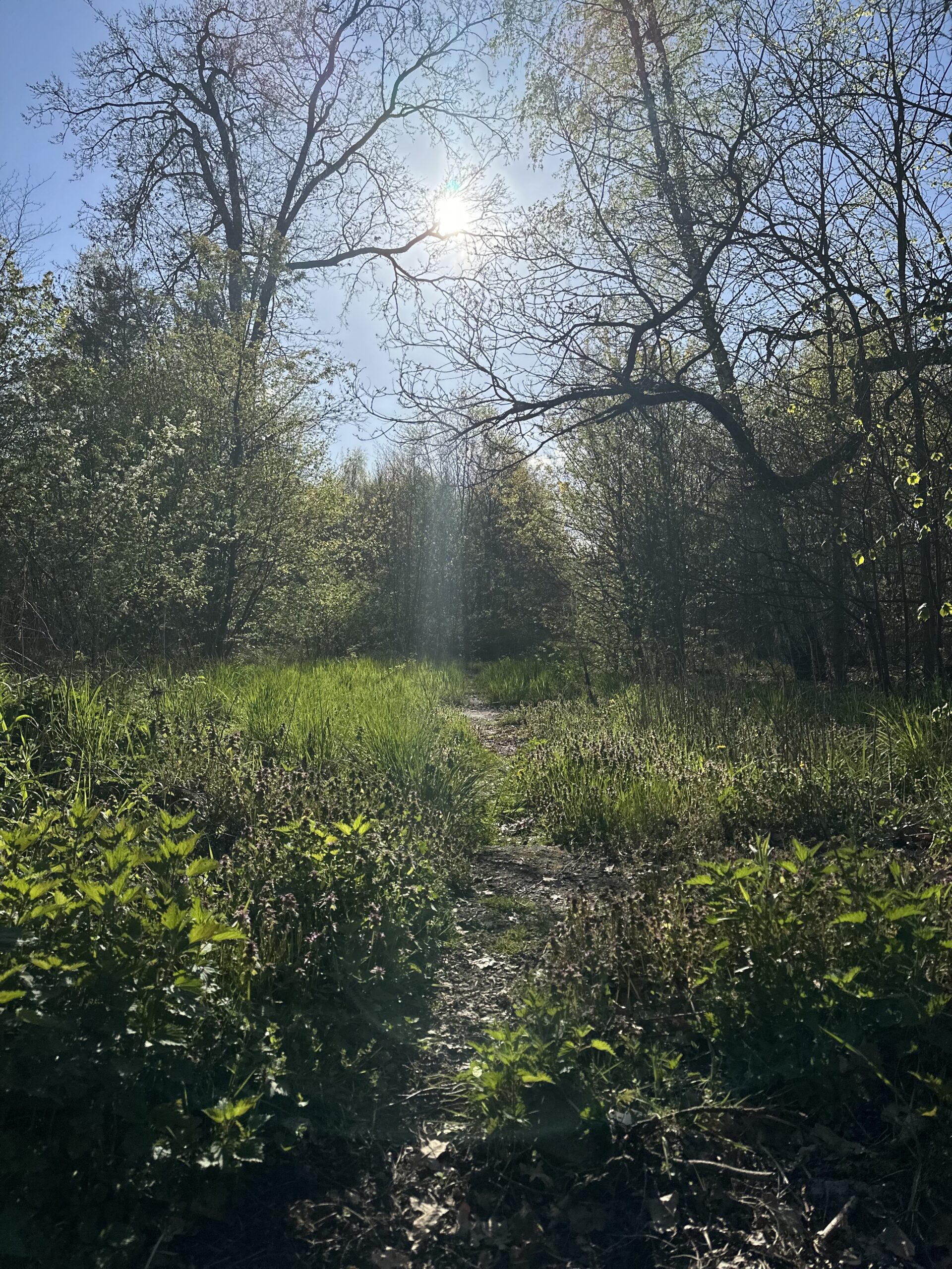 forest-where-image Leadership Coaching im Wald eröffnet neue Wege